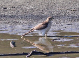 Coopers Hawk