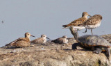Pectoral, Western, Least Sandpipers