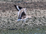 (Western) Willet