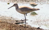 (Western) Willet