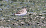 White-rumped Sandpiper