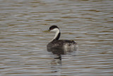 Western Grebe