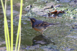 Varied Thrush