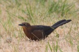 Great-tailed Grackle