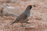 Gambels Quail