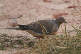 Mourning Dove