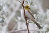 Verdin