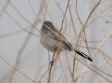 Black-tailed Gnatcatcher