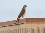 Sharp-shinned Hawk