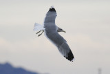 California Gull