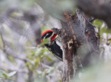 Red-naped Sapsucker