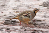 Chukar