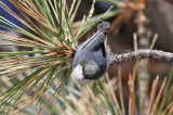 Pygmy nuthatch