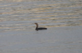 Pacific Loon