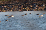 Black Scoter