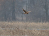 Northern Harrier