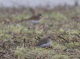 Dunlin