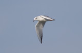Bonapartes Gull