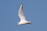 Bonapartes Gull