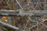 Harriss Sparrow