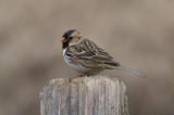 Harriss Sparrow