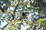 Black-cowled Oriole