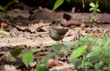 Northern Waterthrush