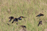 Yellow-headed Blackbird