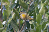 Yelow-throated Euphonia