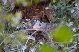 Boat-billed Heron