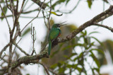 Rufous-tailed Jacamar