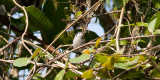 Tropical Gnatcatcher