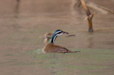 Sungrebe