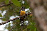 Black-headed Trogon