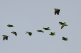 White-fronted Parrots