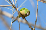 Olive-throated (Aztec) Parakeet