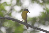 Gray-crowned Yellowthroat