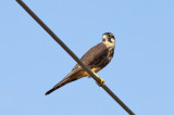 Aplomado Falcon