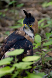 Ornate Hawk-Eagle