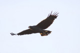 Great Black-Hawk