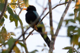 Yucatan Jay