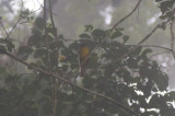 Black-throated Shrike-Tanager