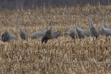 Hooded Crane (with Sandhill Cranes)