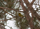 Evening Grosbeak