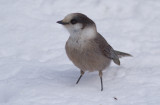 Gray Jay