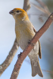 Pine Grosbeak