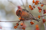 White-winged Crossbill