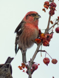 White-winged Crossbill