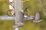 Common Redpolls