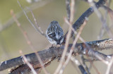 Hoary Redpoll